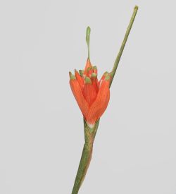 TR 564 Цветок банана