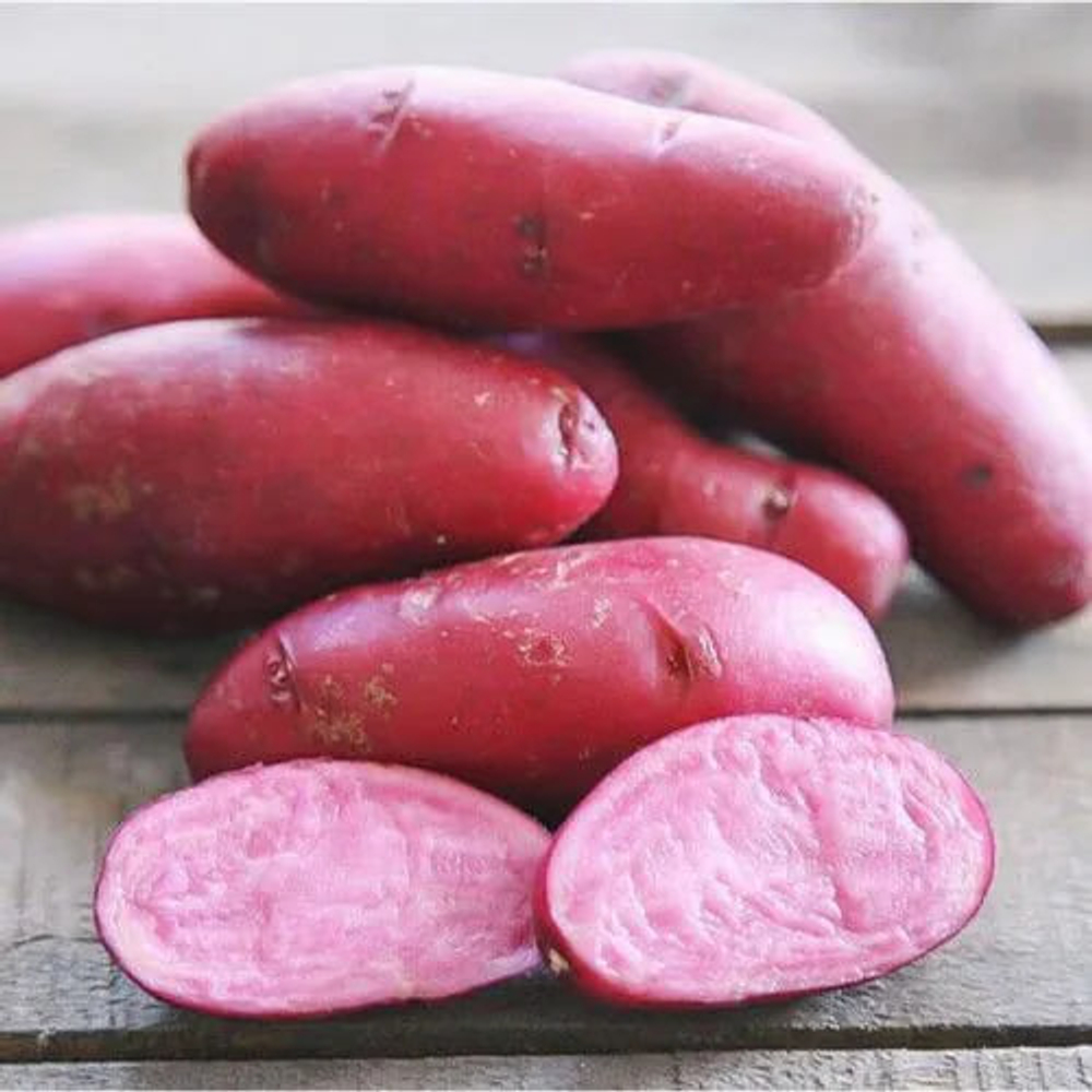 Картофель семенной Сюрприз