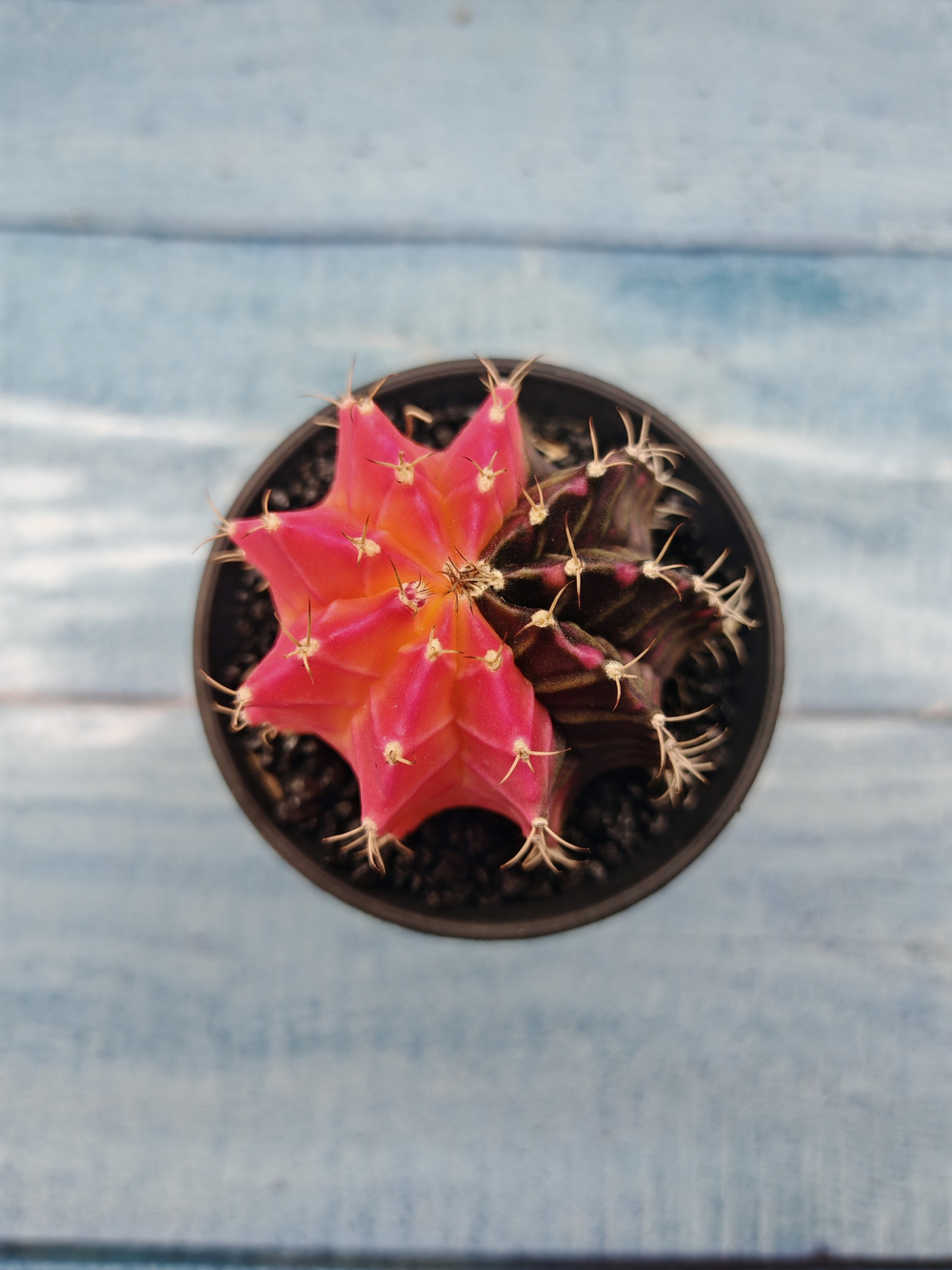 Gymnocalycium Variegata (Гимнокалициум Вариегатный)
