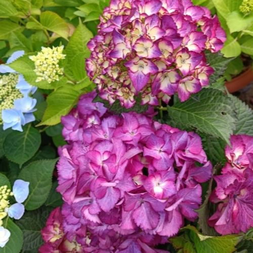 Гортензии  2025г.