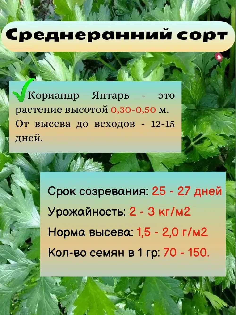 Кориандр (кинза) семена набор 9 шт