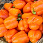 Магно F1 семена перца сладкого (Enza Zaden / Энза Заден)