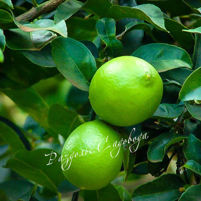 Лайм Мексиканский