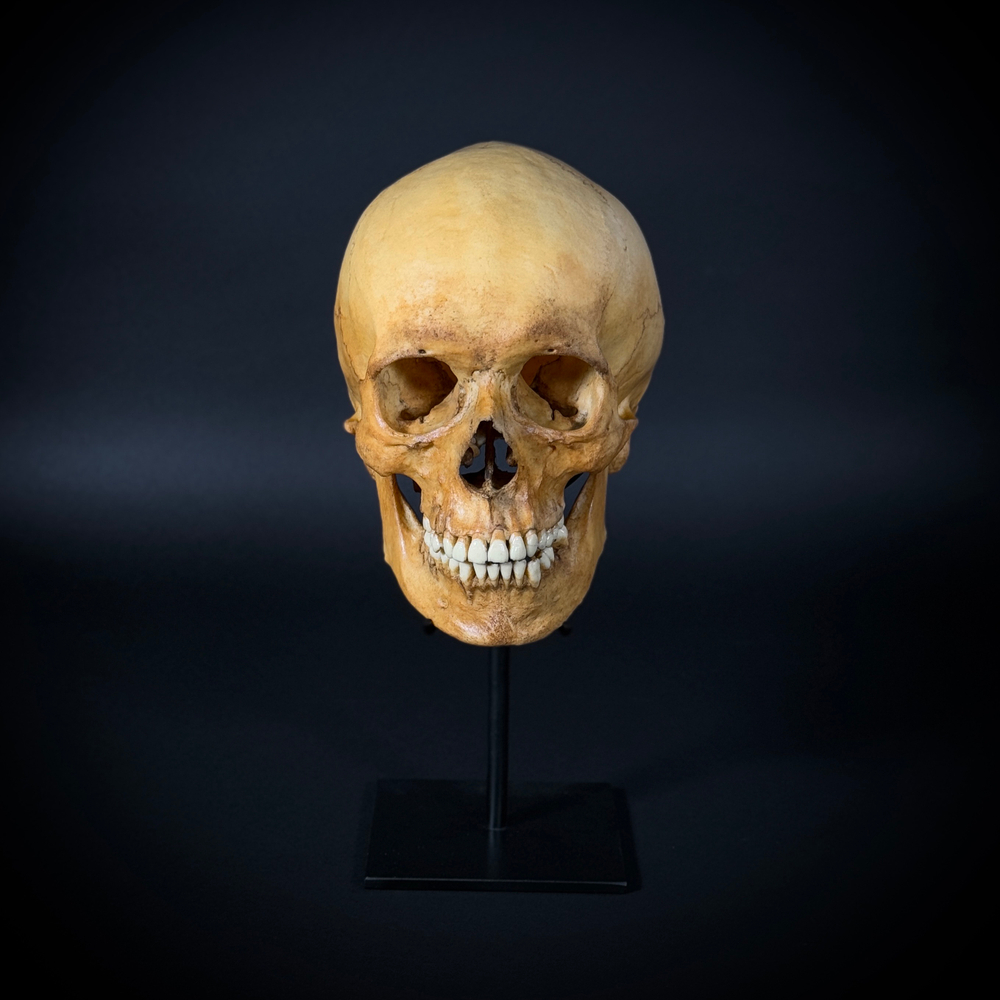 Череп человека на стойке (анатомическая модель)
