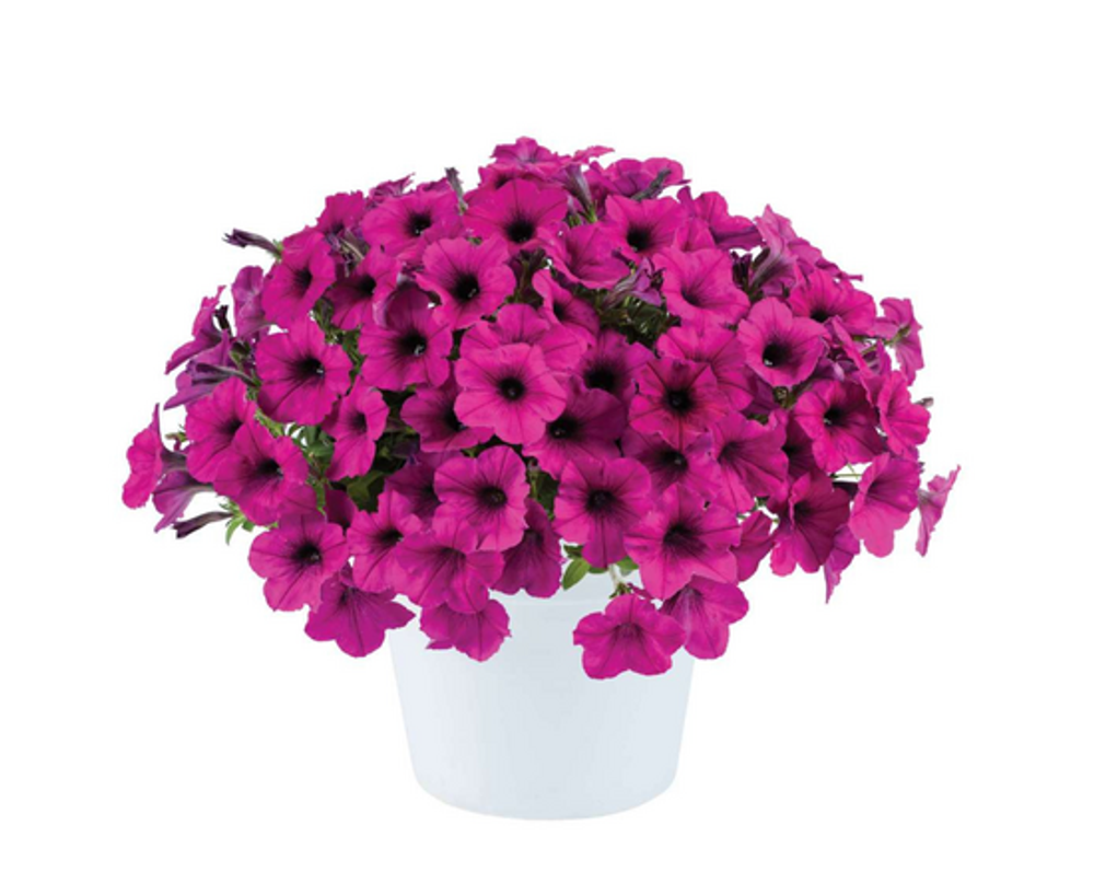 Петуния Ray Fuchsia