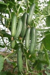 Карим F1 семена огурца партенокарпического (Гавриш)