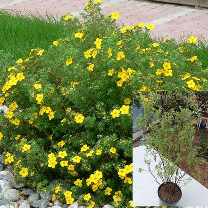 Лапчатка кустарниковая Голдфингер на горшке 3л