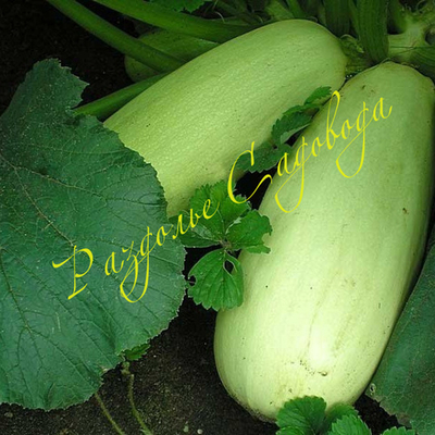 Кабачок Якорь (цена за 1 шт)