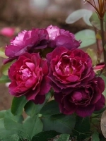 Роза шраб Кардинал Хьюм