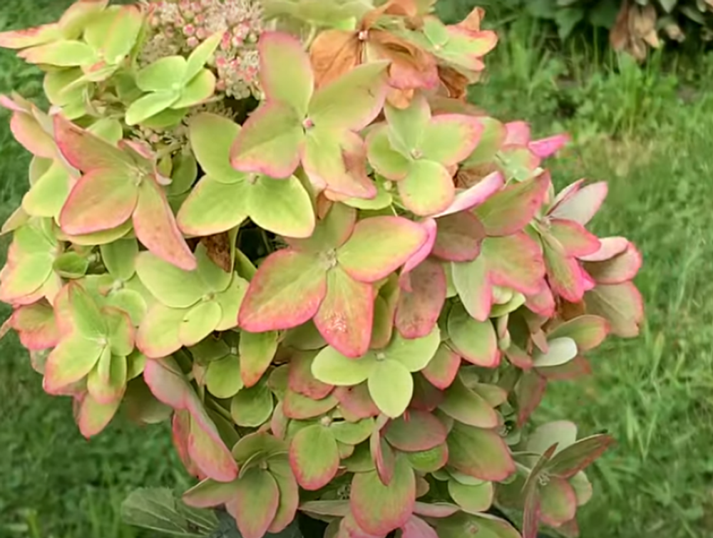 Металлика «Metallica» С1.5