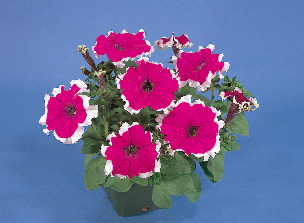 Петуния грандифлора Хулахуп Роуз (1000др) Витагрин Профи