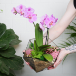 Готовый флорариум с пурпурной орхидеей Икос