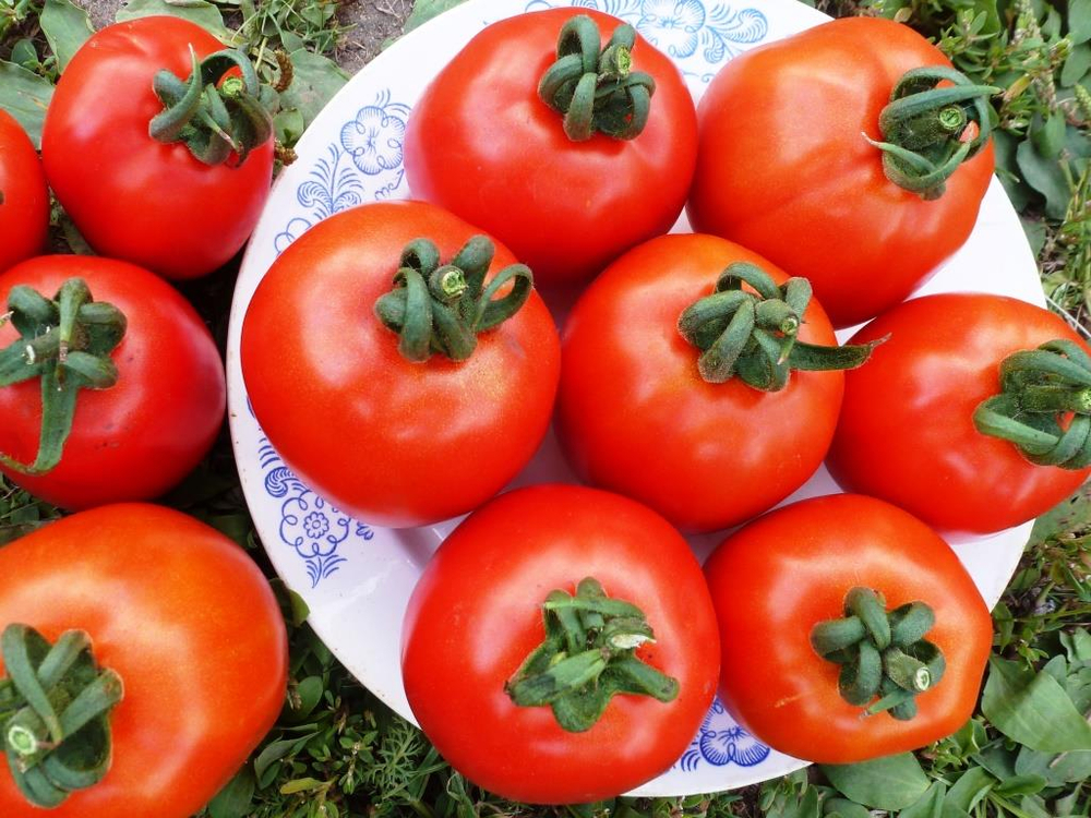 Помидоры Эталон