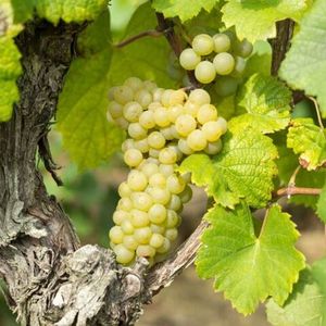 Мюскаде или Мелонь де Бургонь (фр. Muscadet) - сорт белого винограда
