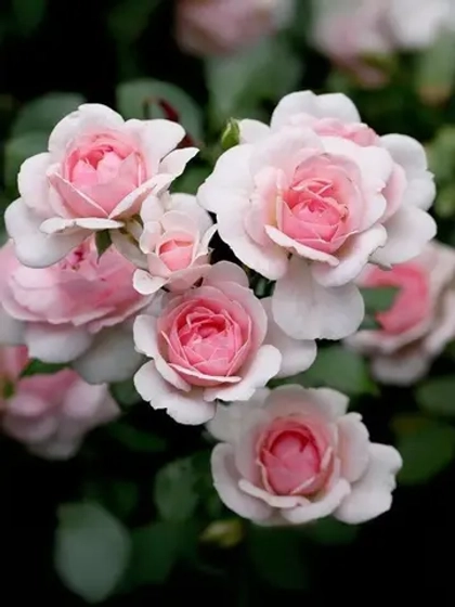 Роза шраб Лавли Мейян