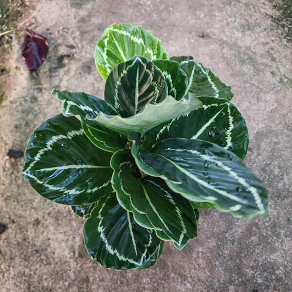 Калатея REGEL MEDALLION GREEN #4