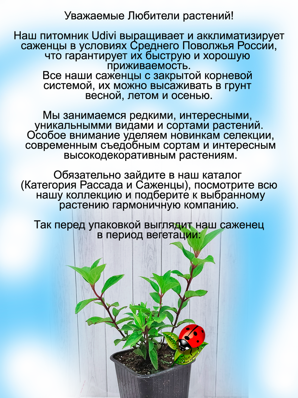 Гортензия Стронг Анабель древовидная