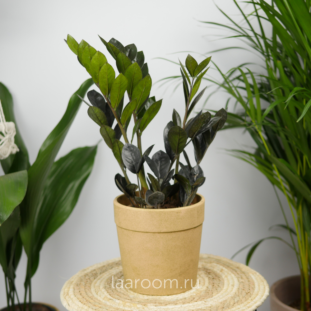 Замиокулькас Равен 14/45