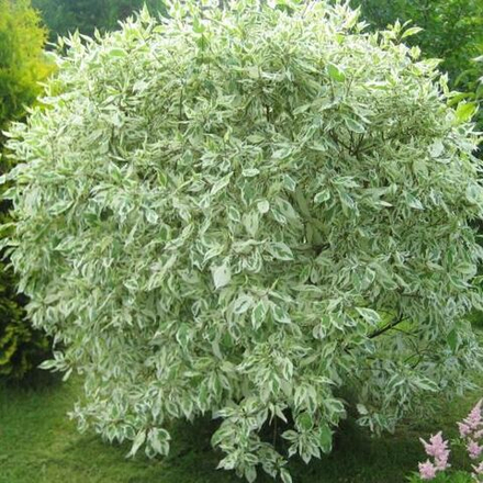 Дерен белый Elegantissima