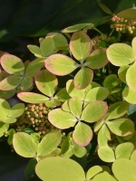 Гортензия метельчатая Пастель Грин