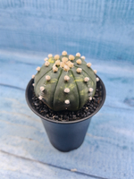 Astrophytum Asterias variagate (Астрофитум)