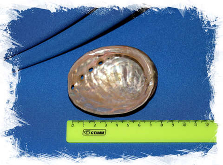 Галиотис полированный, 10-12см, 1шт