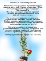Гаура Сверкающе белая Спаркле Уайт