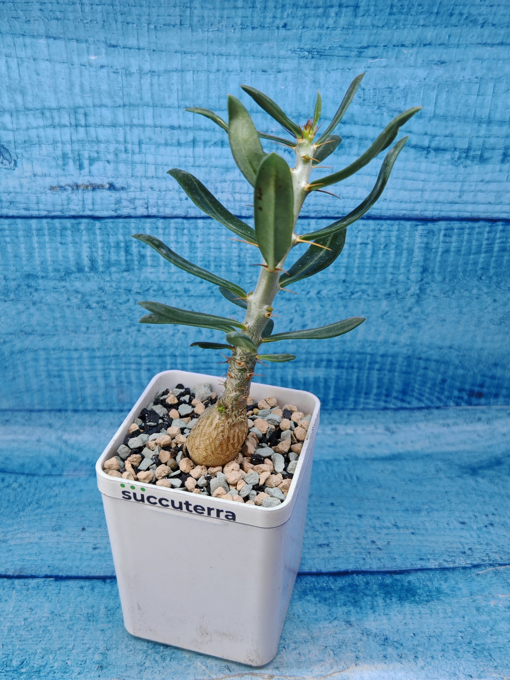 Pachypodium Succulentum (Пахиподиум)