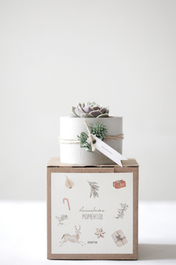 Новогодний набор с суккулентом № 7