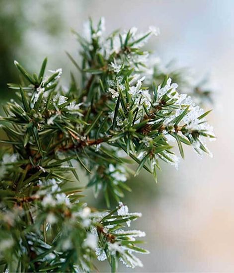 Ароматический воск Еловые ноты Balsam Fir, Candle Warmers