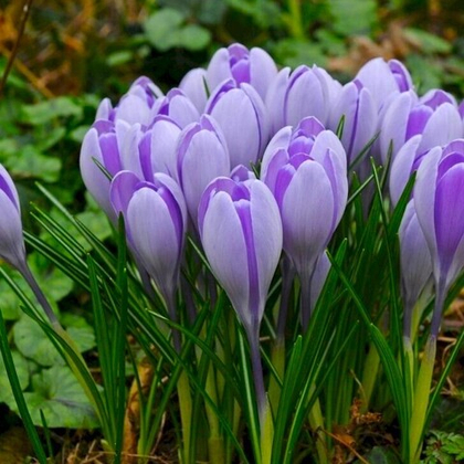 Крокус Вангуард 1шт