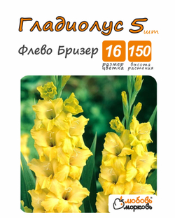Гладиолус Луковица, Флево Бризер , 5 шт, разбор 14+