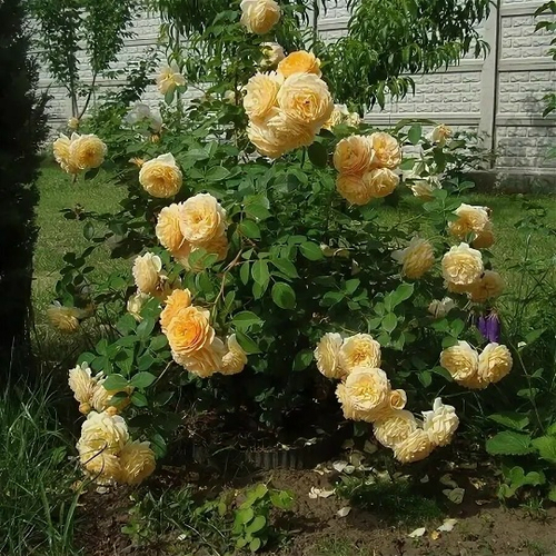 Роза Тизинг Джорджия