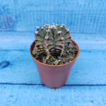 Gymnocalycium Friedrichii (Гимнокалициум)