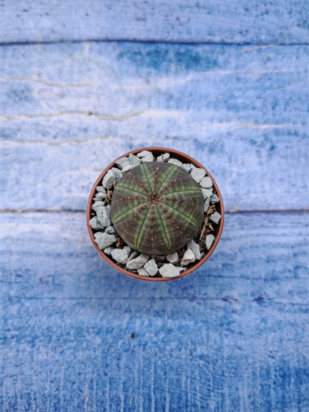 Euphorbia Obesa (Эуфорбия)
