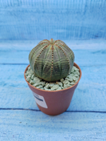 Euphorbia Obesa (Эуфорбия)