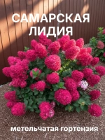 Самарская Лидия гортензия метельчатая