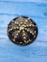 Gymnocalycium T-Rex Pink hybrid (Гимнокалициум T-rex)