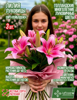 Лилия Луковица цветов, Тэйблденс, 3 шт
