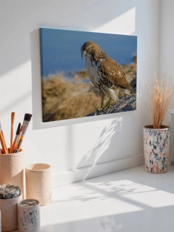 Картина на стену 40 X 50 Сокол