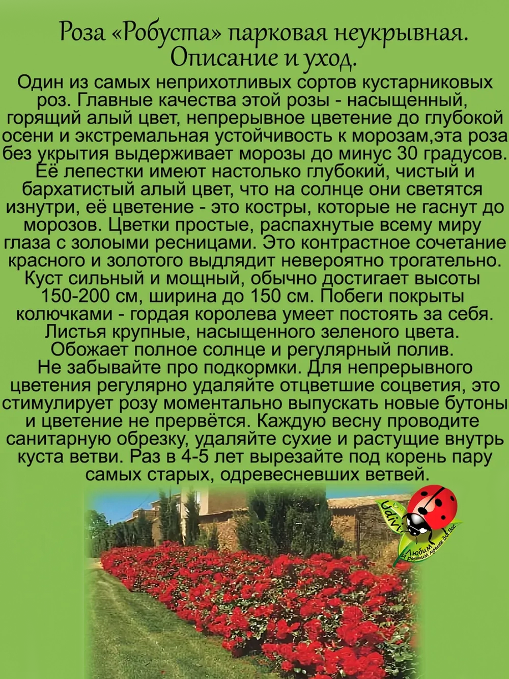 Роза Робуста неукрывная постоянноцветущая