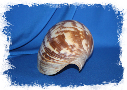 Мело амфора 20-25 см.