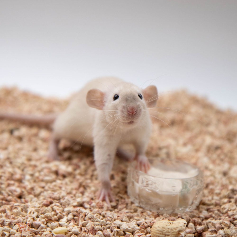 Кукурузный наполнитель для грызунов, рептилий, птиц "Мохнатые супергерои", 1,5 кг, 3 л