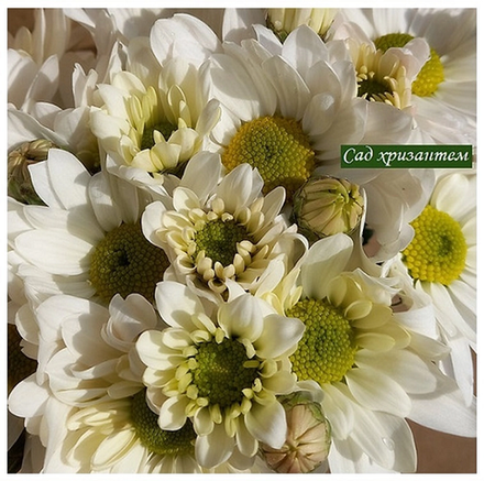 Хризантема кустовая Bacardi 🌼 к.8