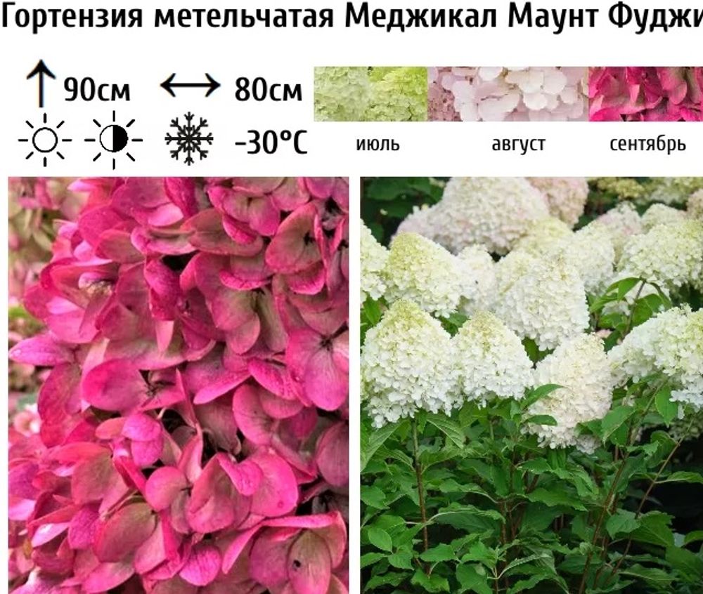 Гортензия метельчатая "Меджикал Маунт Фуджи (3/6 веток) Закупка М59 апрель 2026