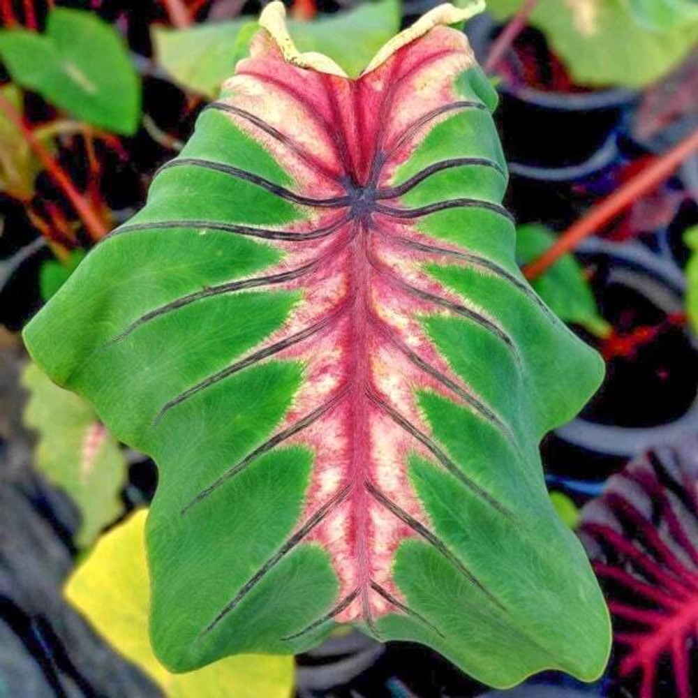 Колоказия ANGEL MASK