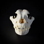 Череп собаки