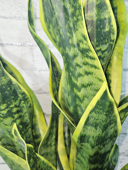 Щучий хвост Дракон зеленый в кашпо