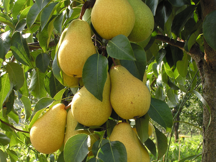 Саженец груши «Чижовская» (Классика, Самоплодная)