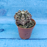 Gymnocalycium Friedrichii (Гимнокалициум)